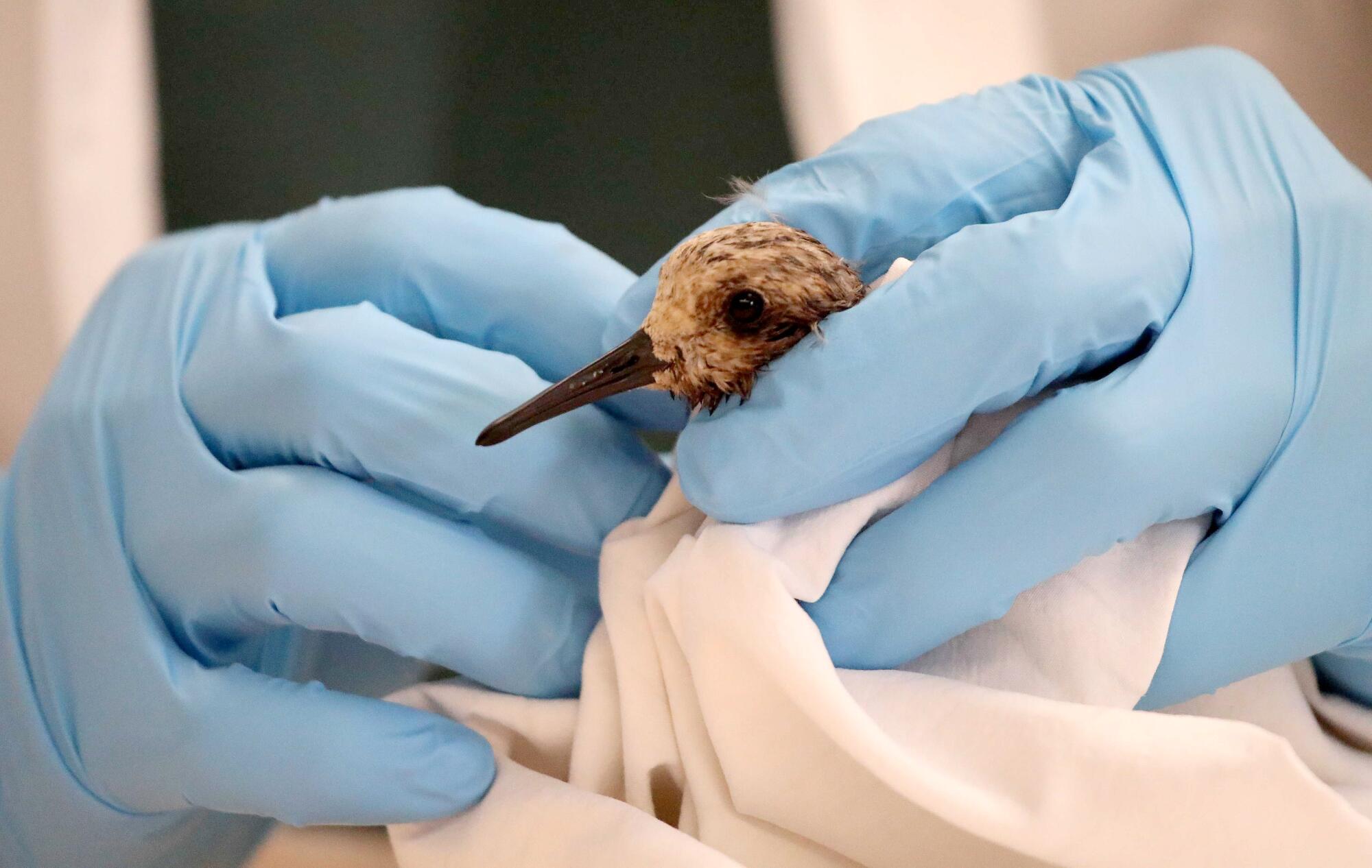An oily bird is held in a pair of gloved hands 