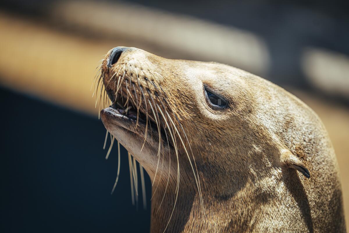 close-up of sea lion 