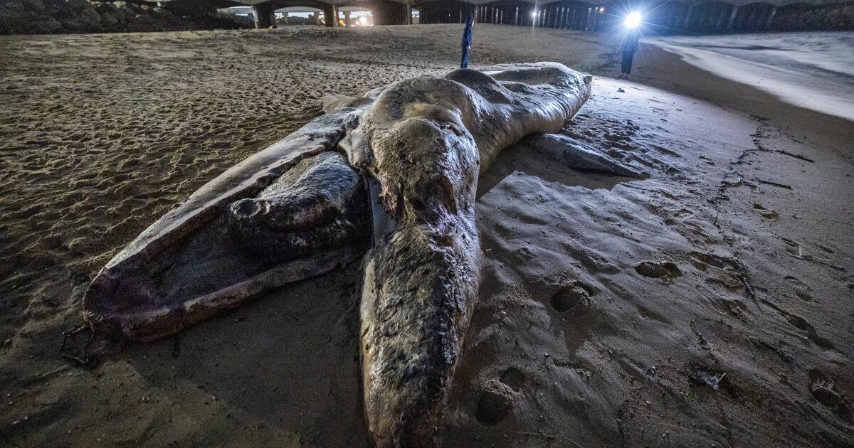 The gray whale die-off on West Coast is over, NOAA declares
