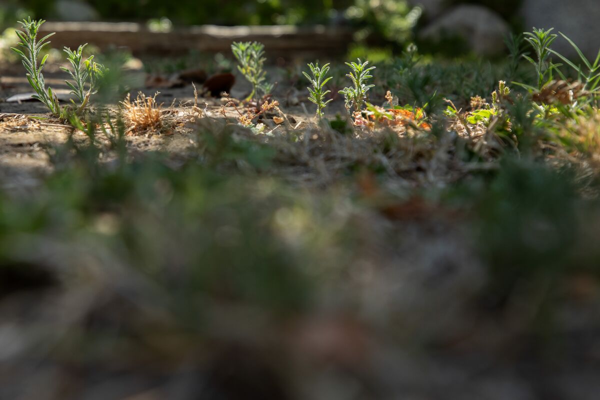 Wharton kept a low-maintenance grass backyard, letting things grow as they will with little irrigation.