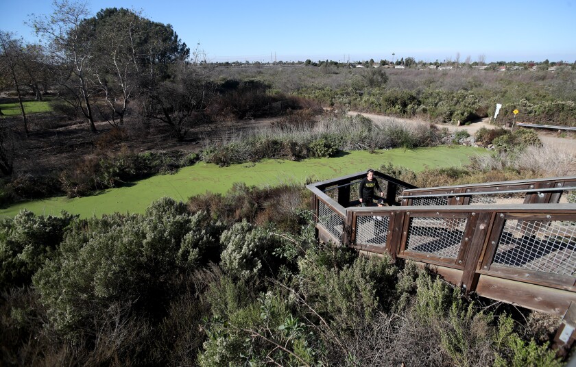 A person walks up wooden stairs next to a wetlands marsh area