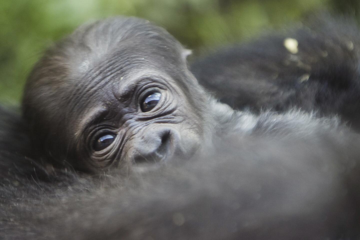 A newborn baby western lowland gorilla looks up as it is held by its mother Honi during its debut at the Philadelphia Zoo in Philadelphia on Aug. 31, 2016. The unnamed baby gorilla was born Aug. 26.