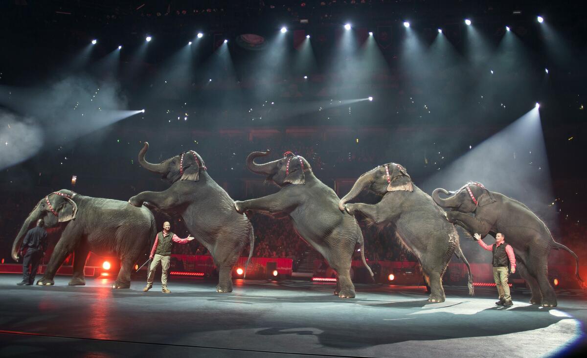 Elephants perform in the Ringling Bros. and Barnum & Bailey Circus in Tampa, Fla., in January.