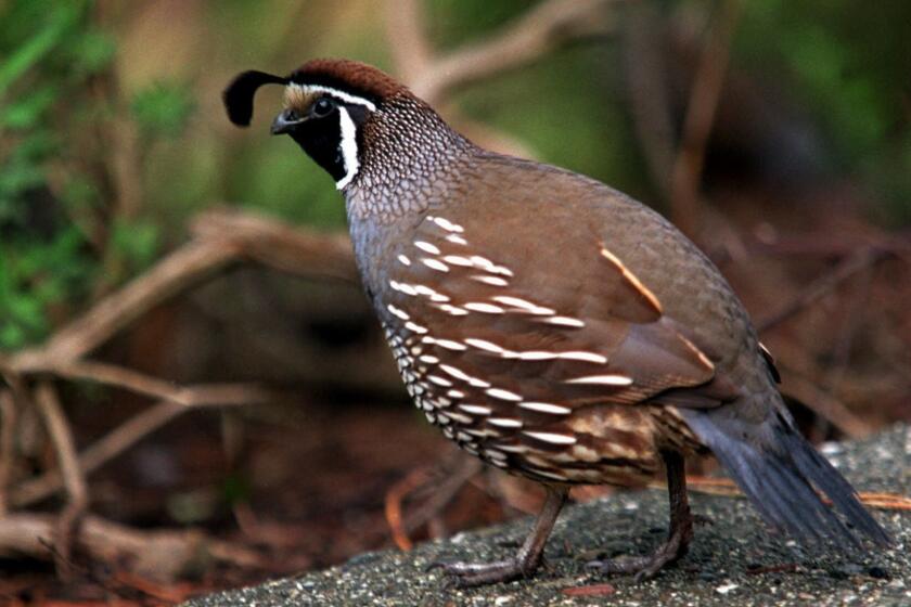 SPECIAL TO THE LOS ANGELES TIMES ?? A California Quail is seen in San Francisco's Golden Gate Park. The birds have declined from several thousand a few years ago to less than a dozen now. (AP Photo/Randi Lynn Beach)
