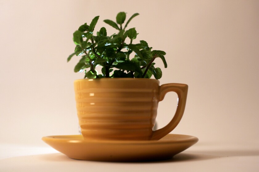A spearmint plant sits in a vintage yellow Bauer Pottery teacup.