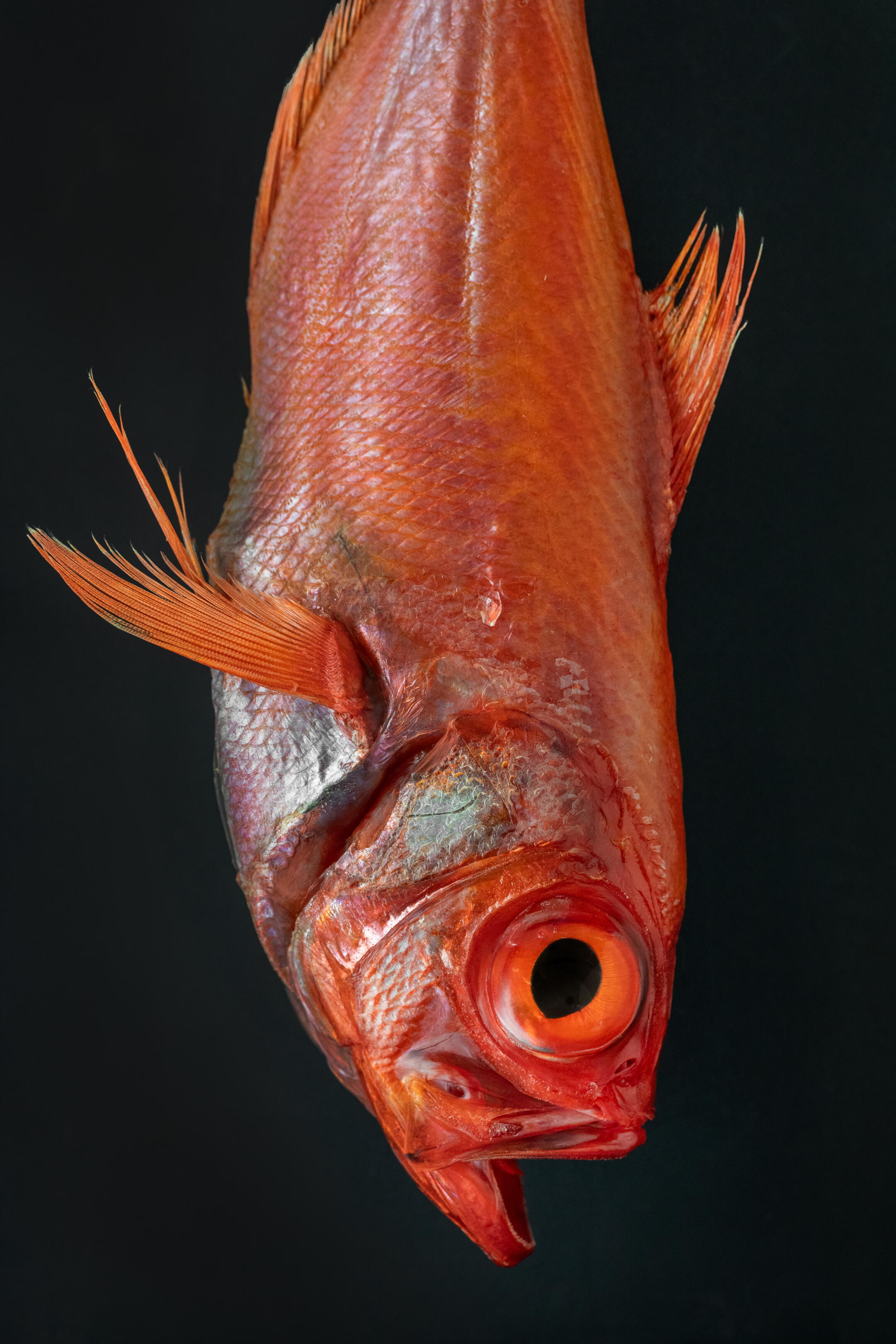 Fish With Spliff How dry-aged seafood from the Joint fish market took over L.A. menus ...