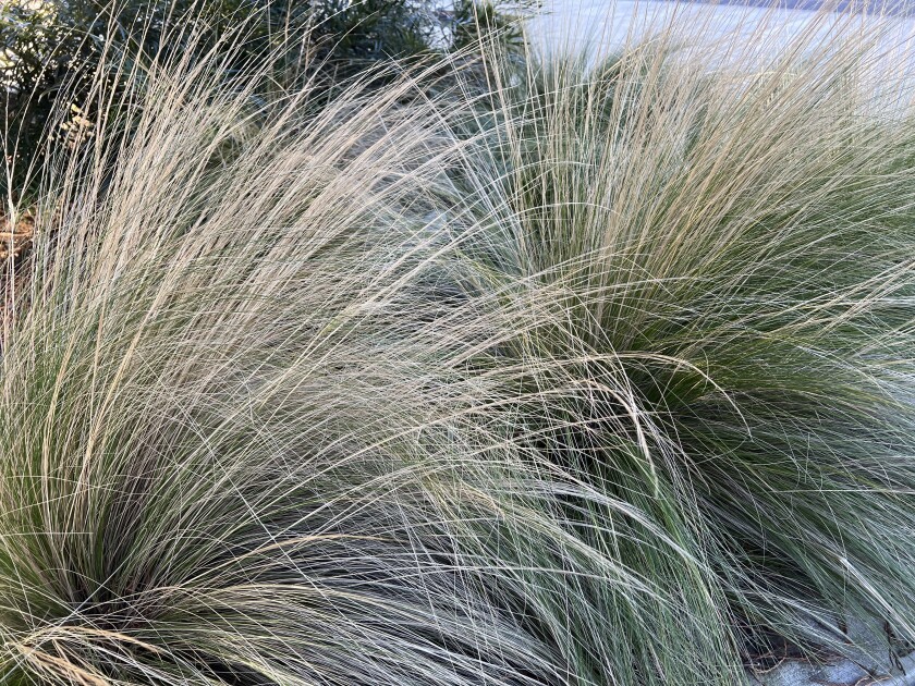 This January, 2022 image provided by Jeff Lowenfel shows Idaho Fescue, Festuca idahoensis. Clumps of Tall fescues are another great standard lawn replacement grass. (Jeff Lowenfels via AP)