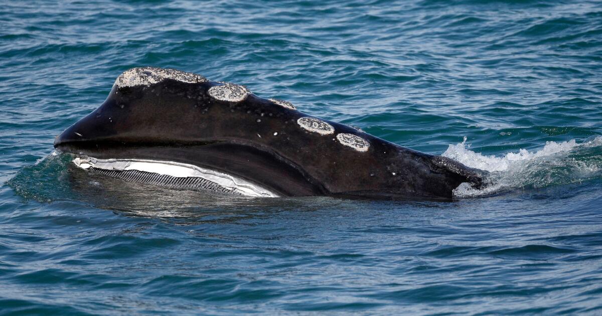 Uma espécie rara tem uma época favorável para a desova. Cientistas alertam que ainda pode desaparecer Uma espécie rara tem uma época favorável para a desova. Cientistas alertam que ainda pode desaparecer