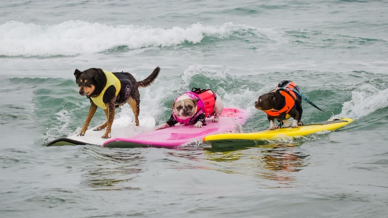 12th Annual Surf Dog Surf-A-Thon gets ready to make a splash - Del Mar Times