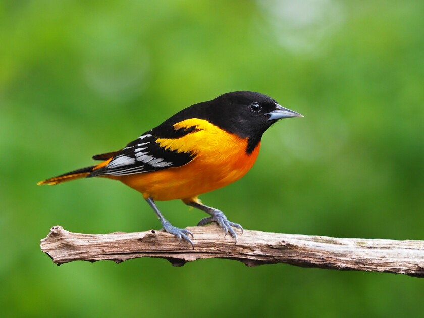 A Baltimore oriole on a branch