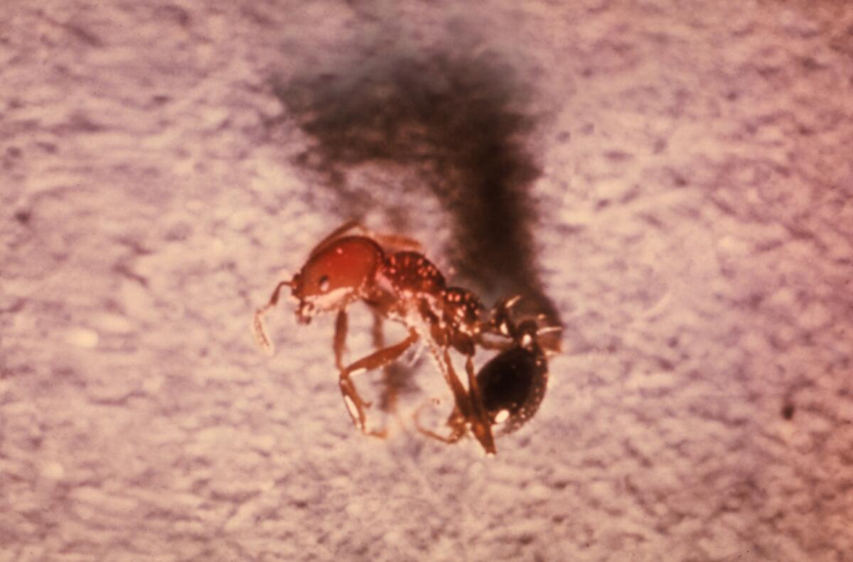 Macro view of a red imported fire ant.
