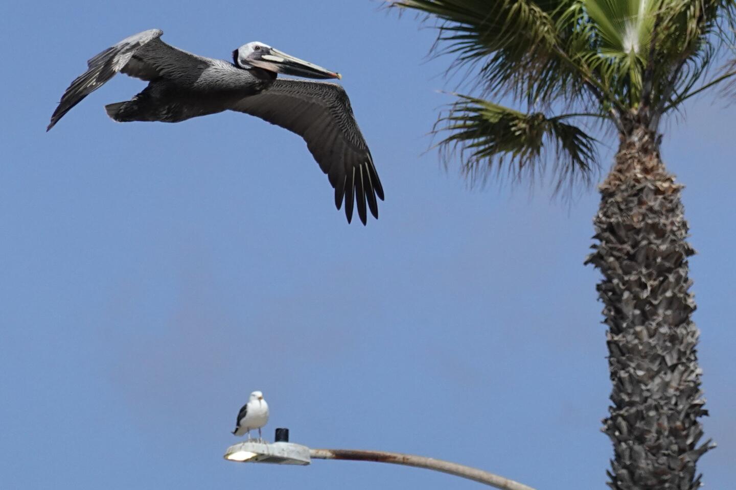 pelican and seagull.jpg
