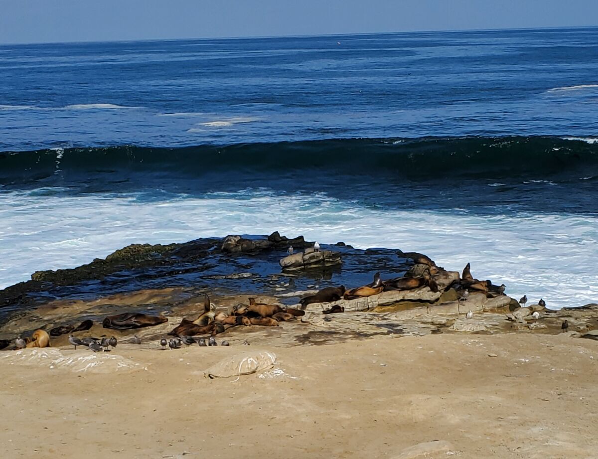 Sea lions rest