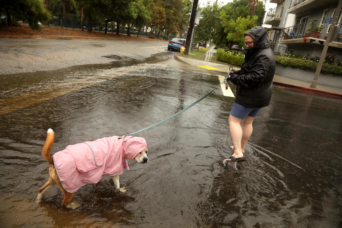 A woman and her dog both wear raincoats while walking through water in a street.