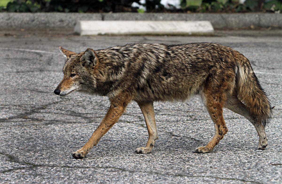 A coyote strolls in a parking area in Griffith Park on Jan. 6, 2011.