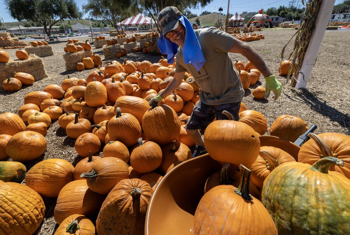 A man loads pumpkins onto a wheelbarrow at a pumpkin patch.