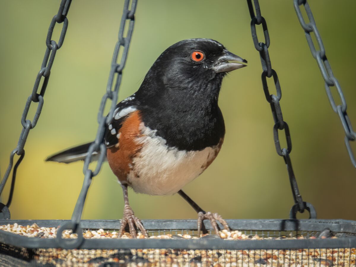 A spotted towhee at the seed feeder.