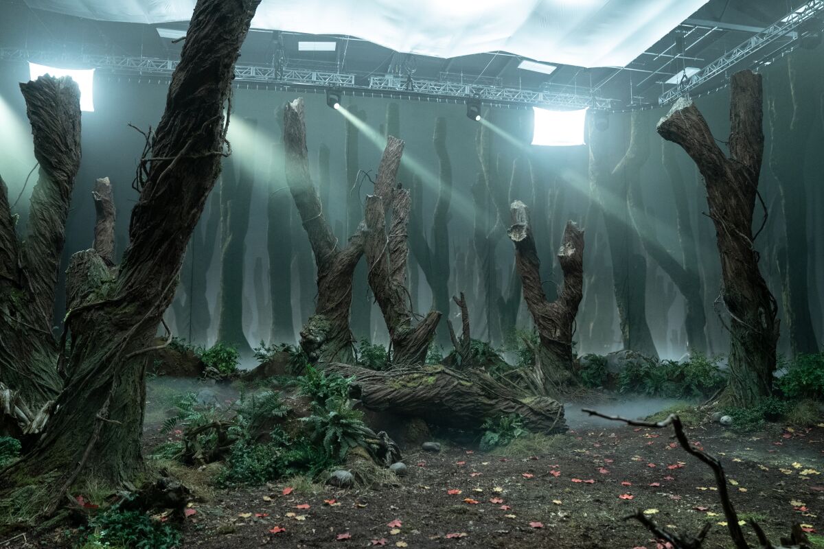 Lights and windows illuminate a man-made forest of tree trunks for "Guillermo del Toro's Cabinet of Curiosities."