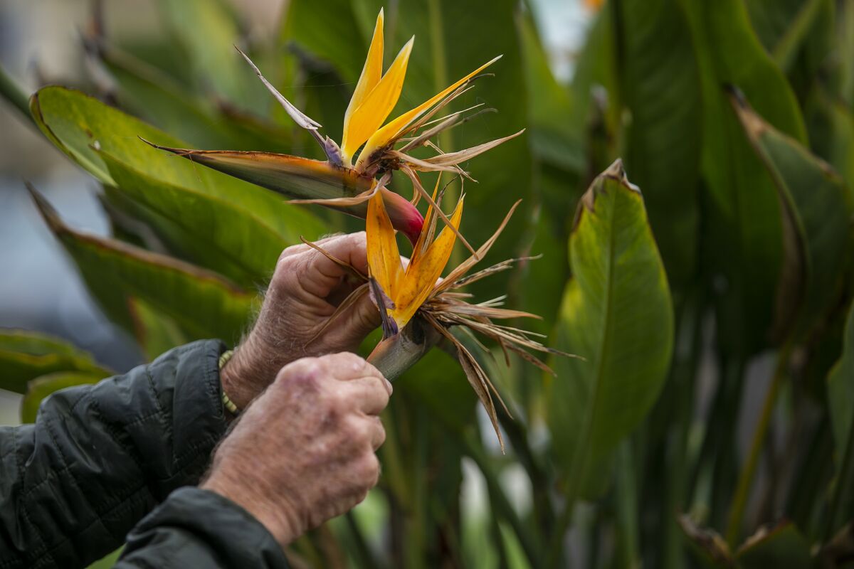 Bill Hoffman picks a dead head from a Birds of Paradise plant at Heisler Park on Tuesday.