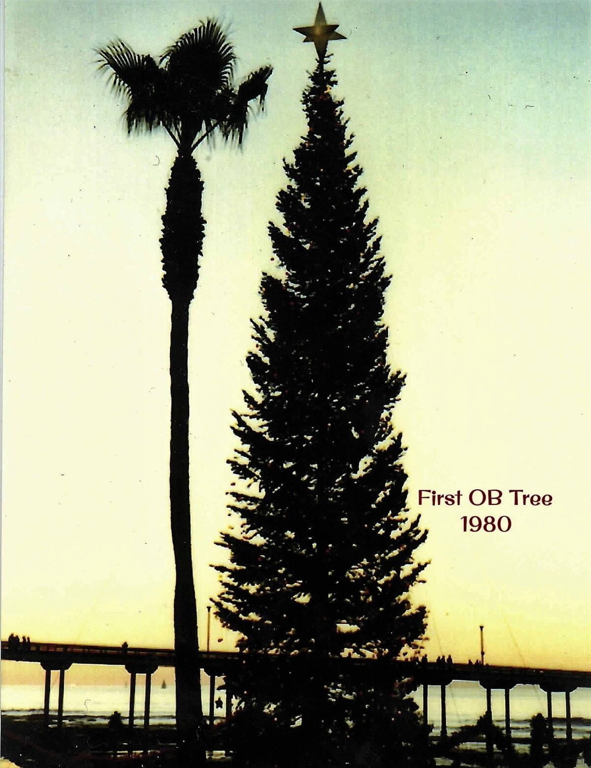 The Ocean Beach holiday tree in 1980 was straight and 60 feet tall.
