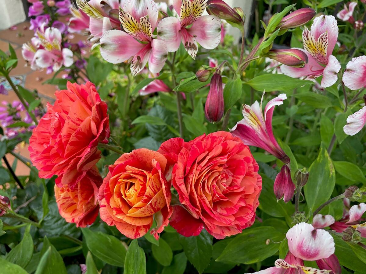Colorful blooms of floribunda 'Frida Kahlo' are grown with alstroemeria and foxgloves.