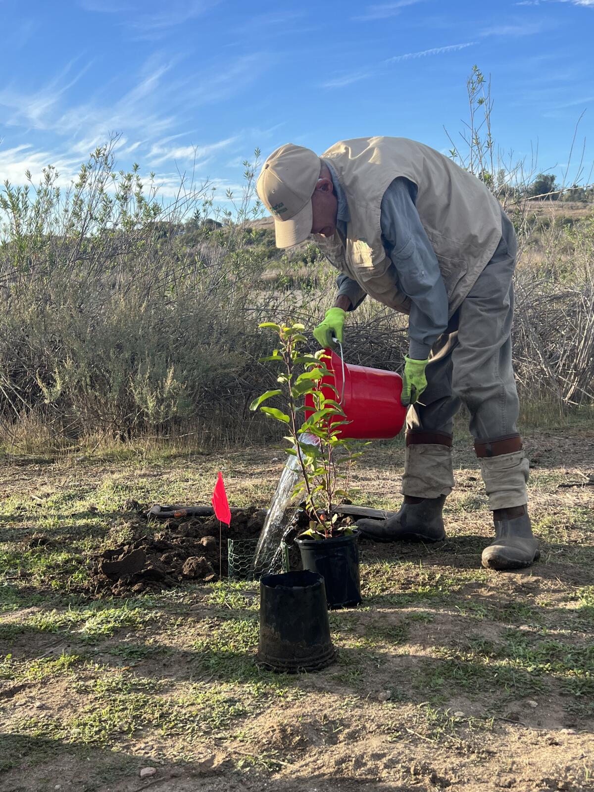 A volunteer with OC Parks plants a native shrub at Peters Canyon Regional Park.