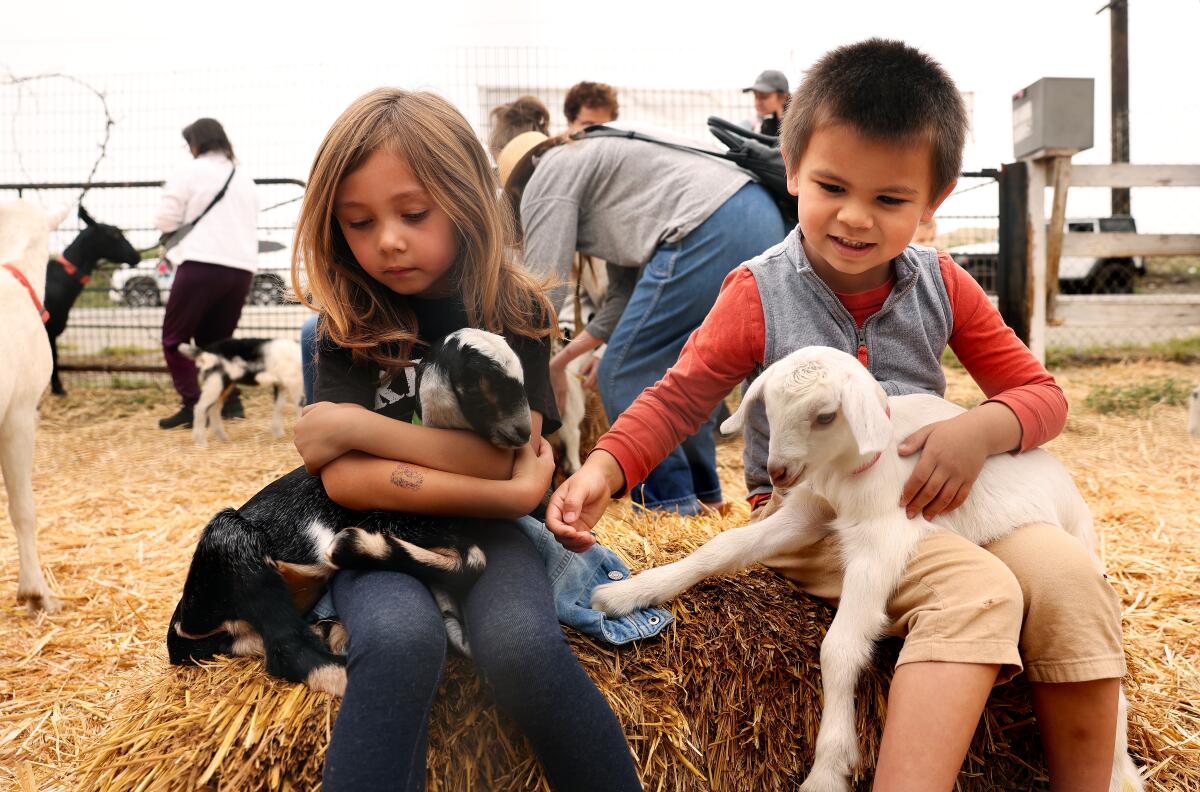 A 6-year-old and a 5-year-old hold baby goats at Drake Family Farms