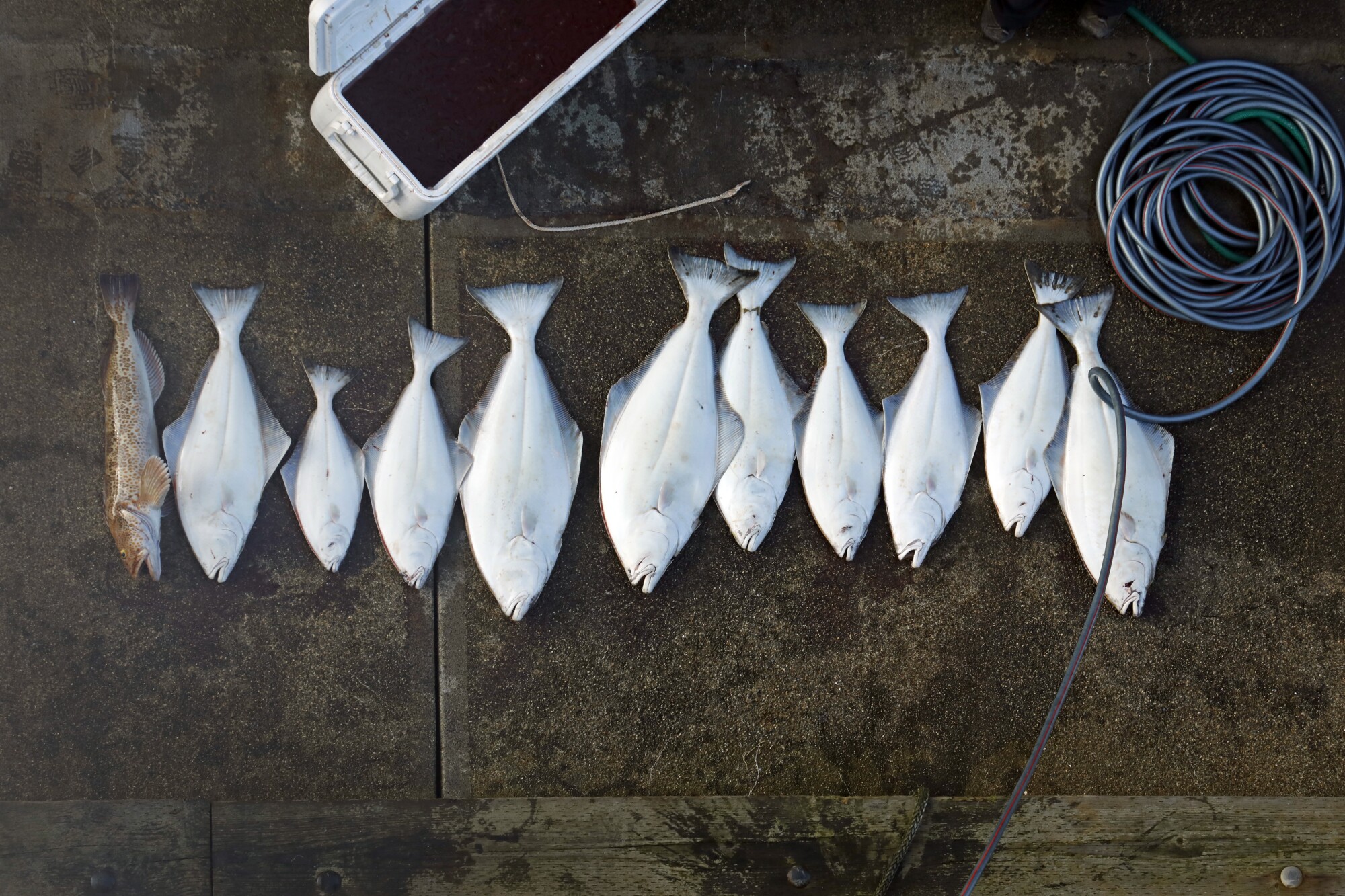 A lingcod and 10 halibut, freshly caught, lie side by side on a dock.