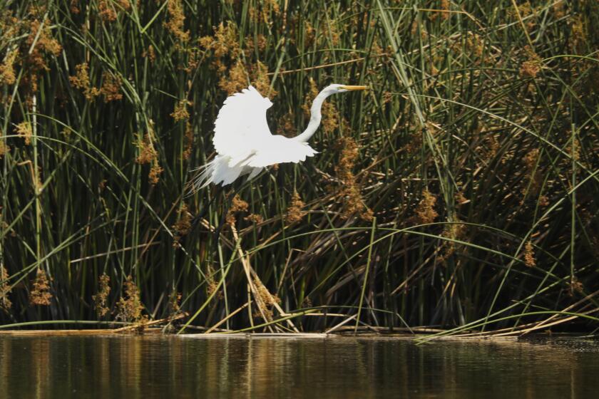 NEWPORT BEACH, CALIFORNIA—MAY 19, 2021—The 384-acre Banning Ranch will be added to an assemblage of protected lands totaling approximately 1,000 acres. The Trust for Public Land has secured an exclusive agreement to buy the 384-acre area and transform the largest privately-owned swath of coastal bluffs left in Southern California into a nature reserve with access for millions. The Banning Ranch. (Carolyn Cole / Los Angeles Times)