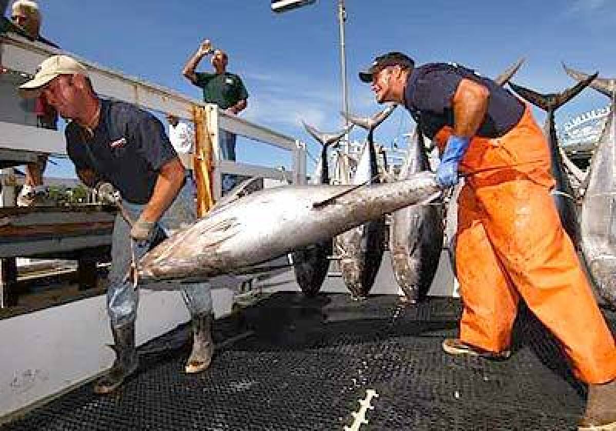 Anglers hammer giant tuna - Los Angeles Times