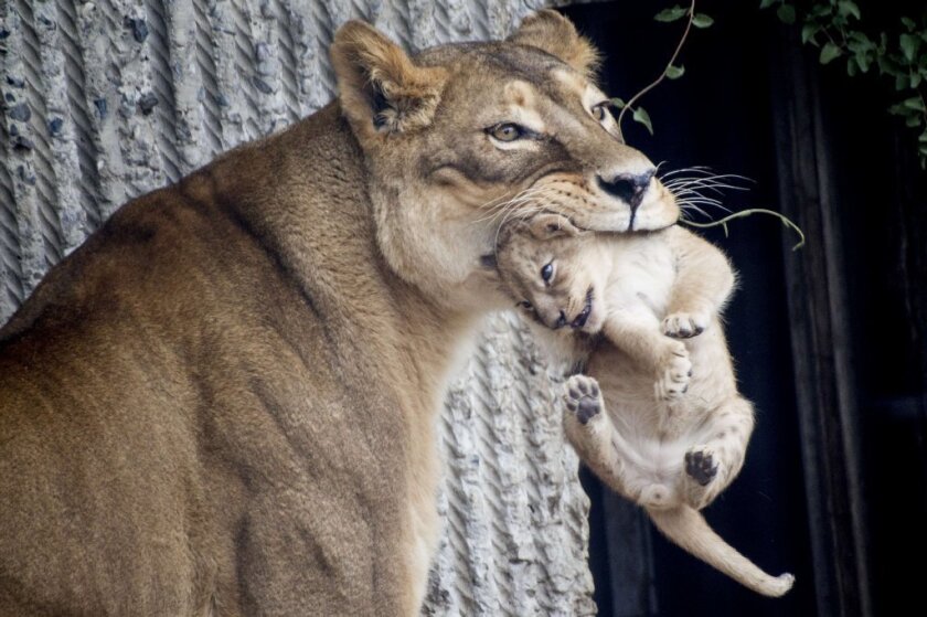 Lioness and one of her cubs in 2013 at the Copenhagen Zoo.