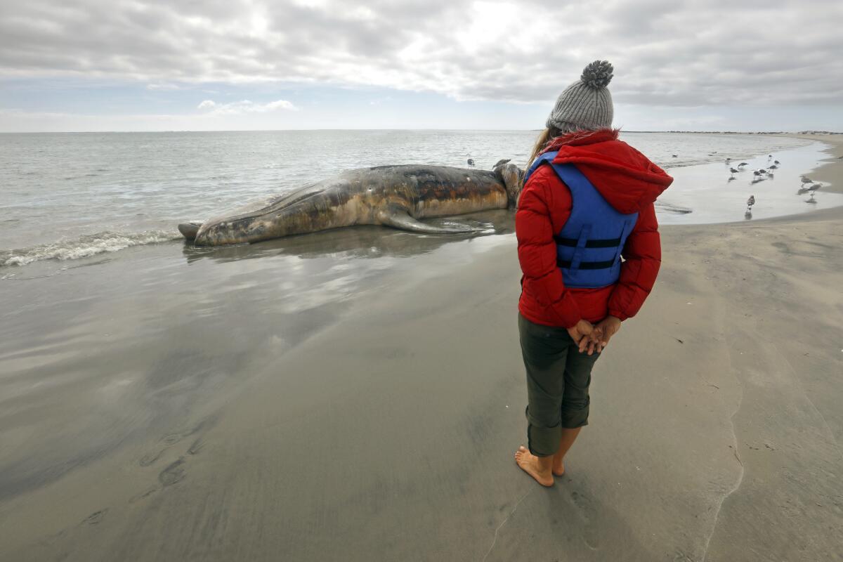 A person looks at a dead gray whale on a beach