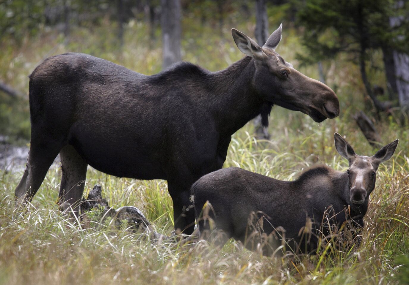 U.S. moose populations are dropping precipitously, and though there are several theories about the main culprit -- worsening infestations of ticks and other parasites, heat stress or pine beetles that damage its habitat, the northern forests -- all are linked to climate change. Above: Moose in Franconia, N.H. MORE YEAR IN REVIEW: Ted Rall's five best cartoons of 2013 Washington's 5 biggest 'fails' of 2013 10 tips for a better life from The Times' Op-Ed pages in 2013