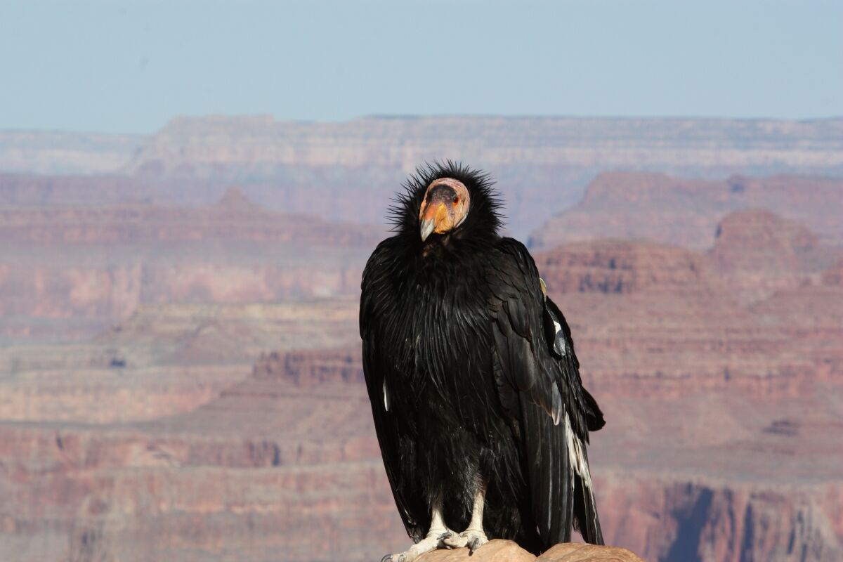 A California condor suns itself at the South Rim of the Grand Canyon National Park.