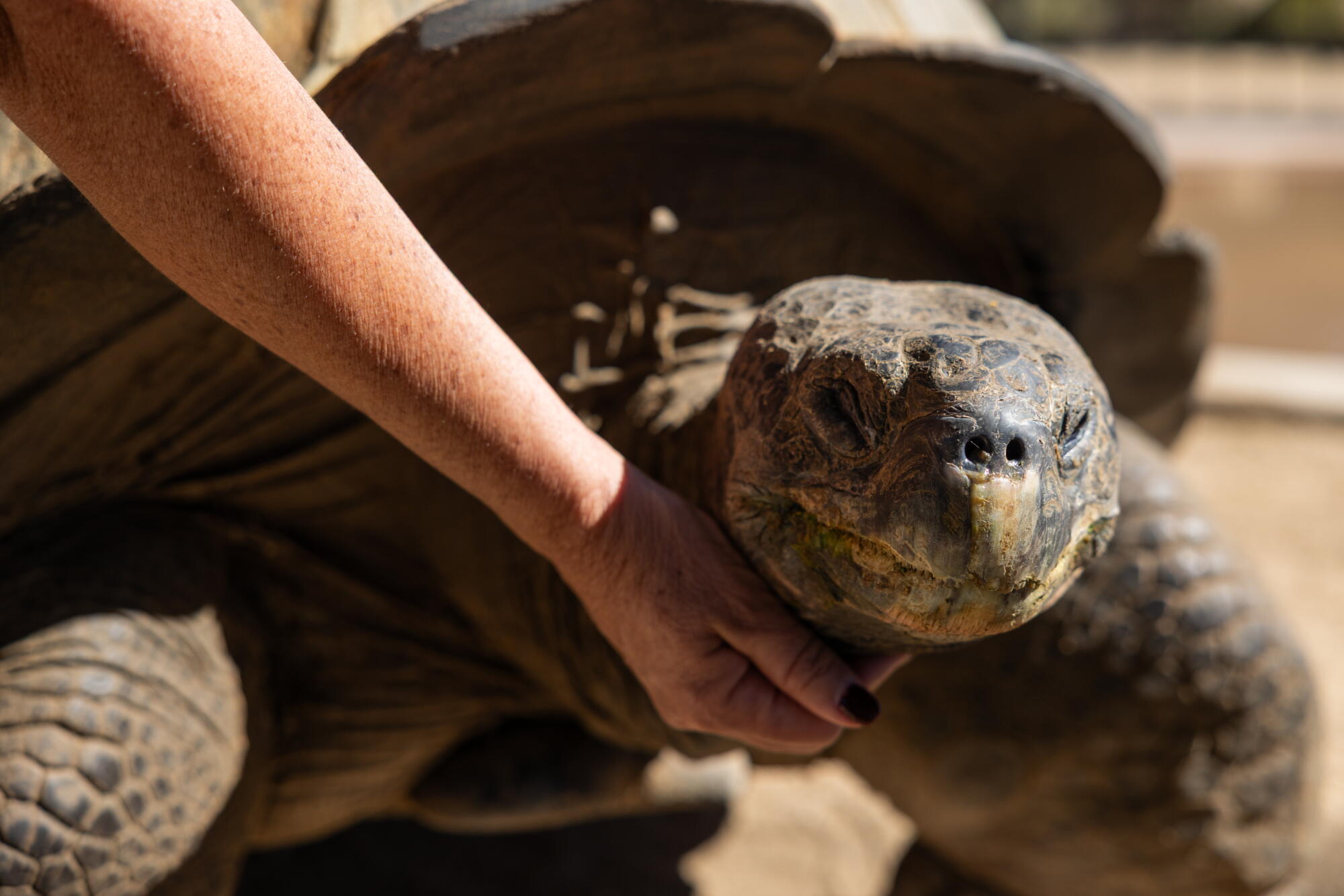 Rodriguez Tortoise Tigers, a serval and a tortoise: Moorpark College's Teaching Zoo trains ...