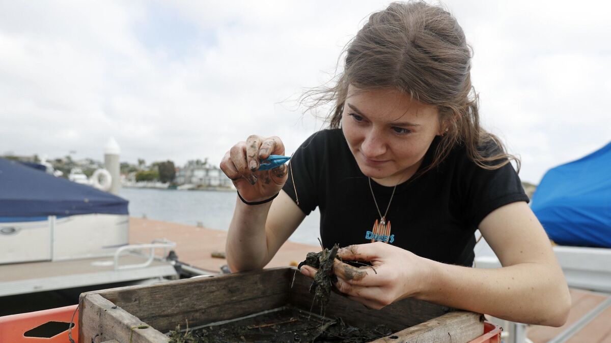 Costa Mesa High School AP environmental science student Rachael Kricorian, 17, pulls out a worm as she sorts through mud collected along the dock at the Back Bay Science Center in Newport Beach on Tuesday.