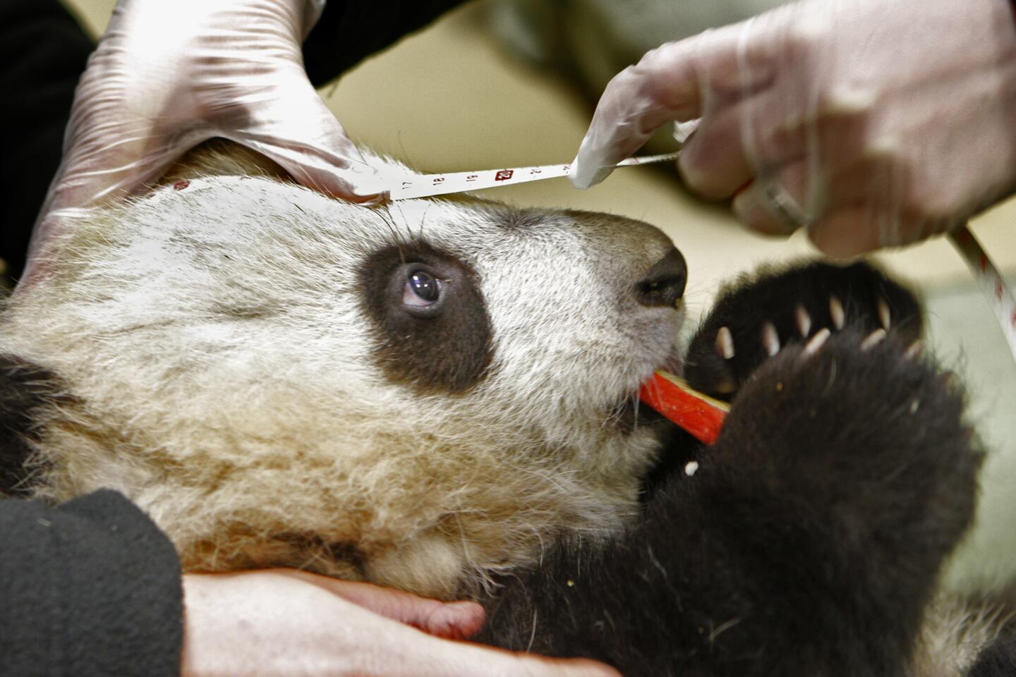 Super skinny panda's ribs can be seen protruding! Netizens blame the zoo  for cutting the food supply. Zoo official says the weight loss is because  of dental disease. - CGTN