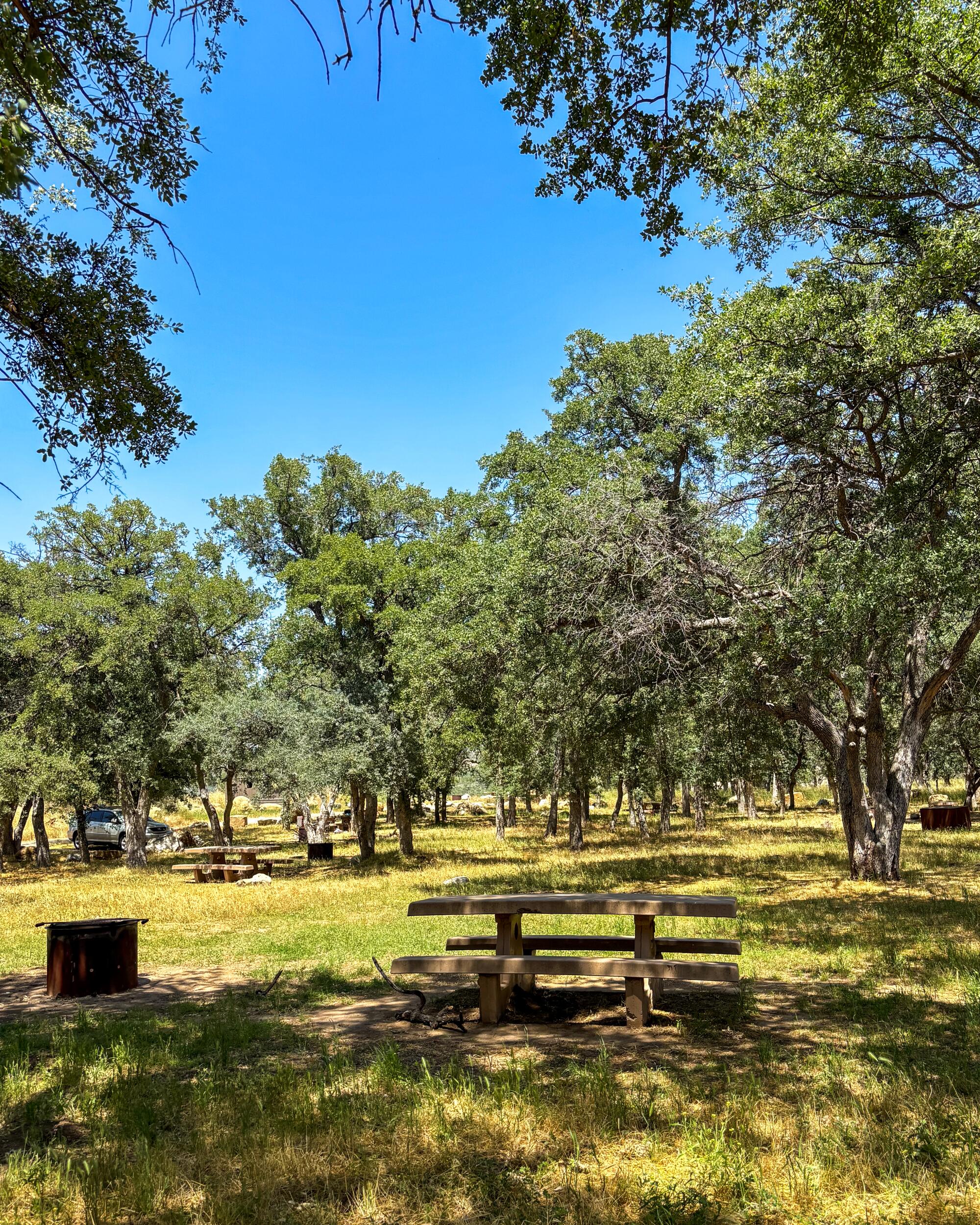A picnic table and campfire ring in a meadow in a campground