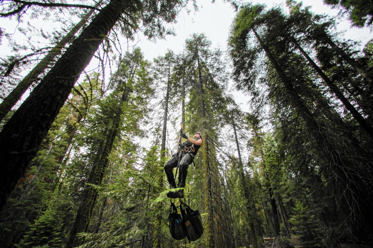 UC Berkeley biologist Wendy Baxter prepares to climb a sequoia; a team of researchers is studying the effects of drought on the huge trees.