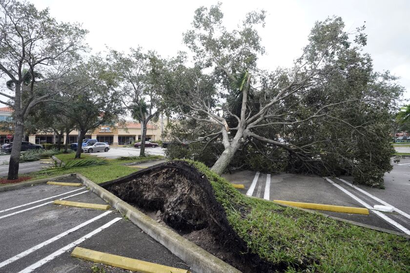 Un árbol arrancado de raíz por los fuertes vientos precedentes al huracán Ian yace en un estacionamiento de un centro comercial en Cooper City, Florida, el 28 el septiembre del 2022. (AP Foto/Wilfredo Lee)