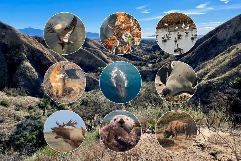 photo montage of Los Angeles wildlife framed in circles over an LA landscape