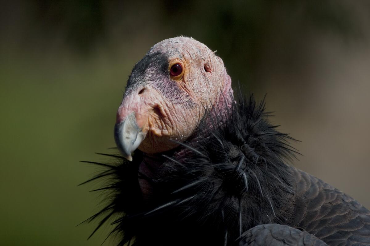 Closeup of an adult California condor.