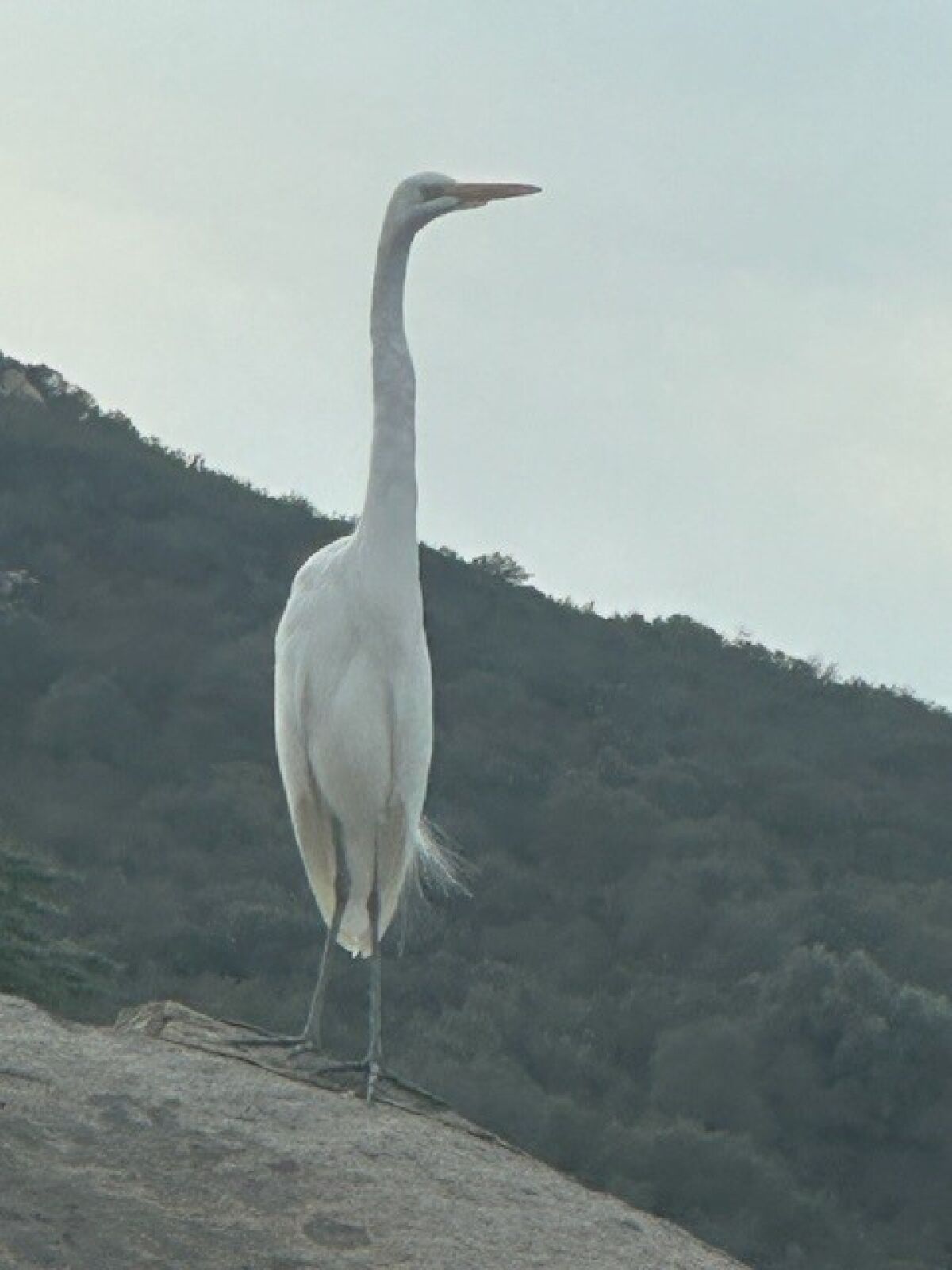 Randy Newhard sent this photo of a large white egret that landed on one of the boulders at his house in Ramona.
