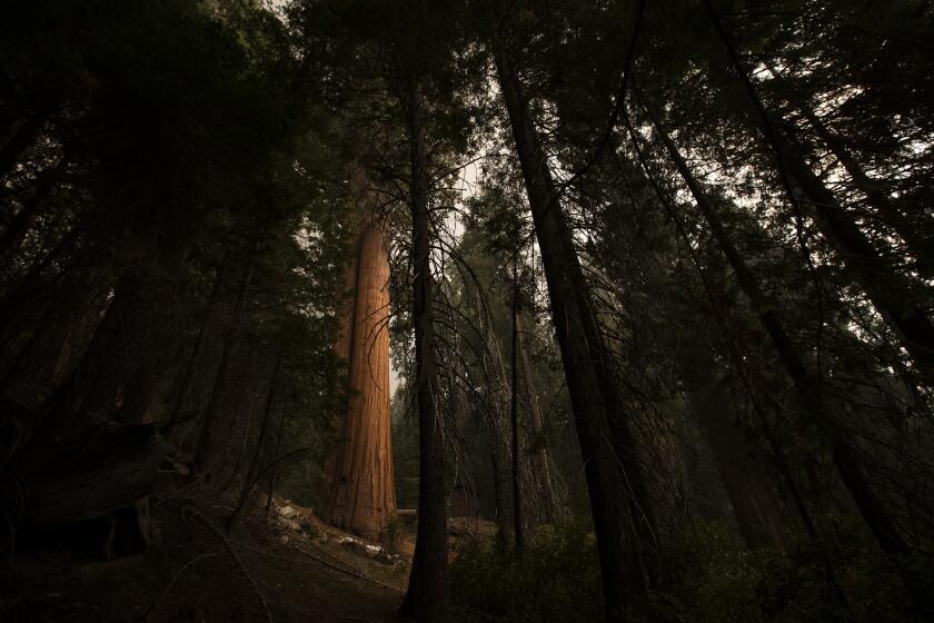 SEQUOIA NATIONAL PARK, CA - September 17, 2021: Fire threatens giant sequoias in Lost Grove on Friday, Sept. 17, 2021 in Sequoia National Park, CA. (Brian van der Brug / Los Angeles Times)