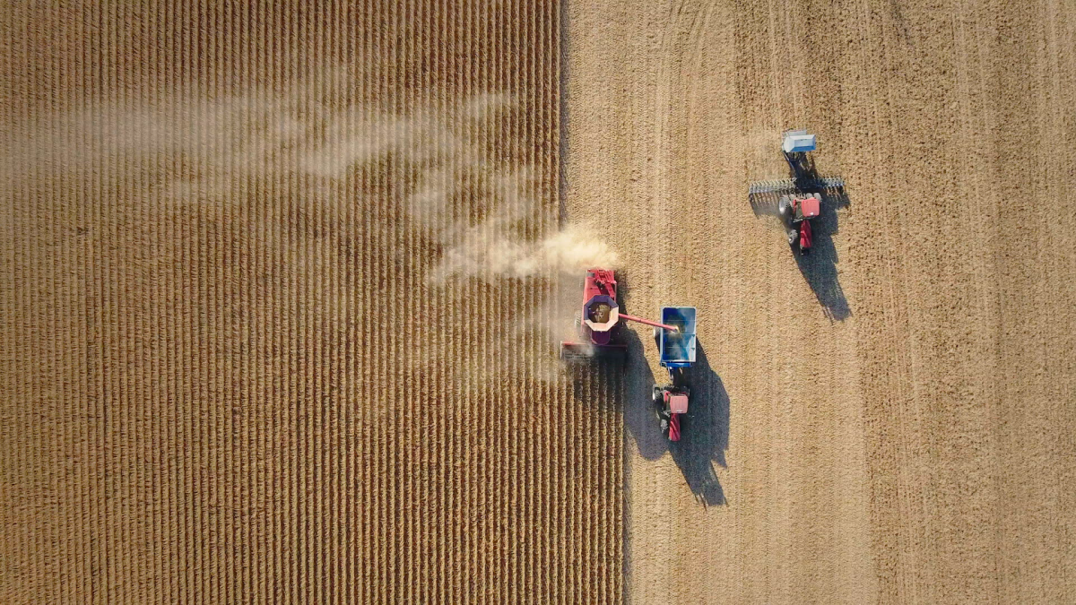 An overhead images of three wheat threshers in a field.
