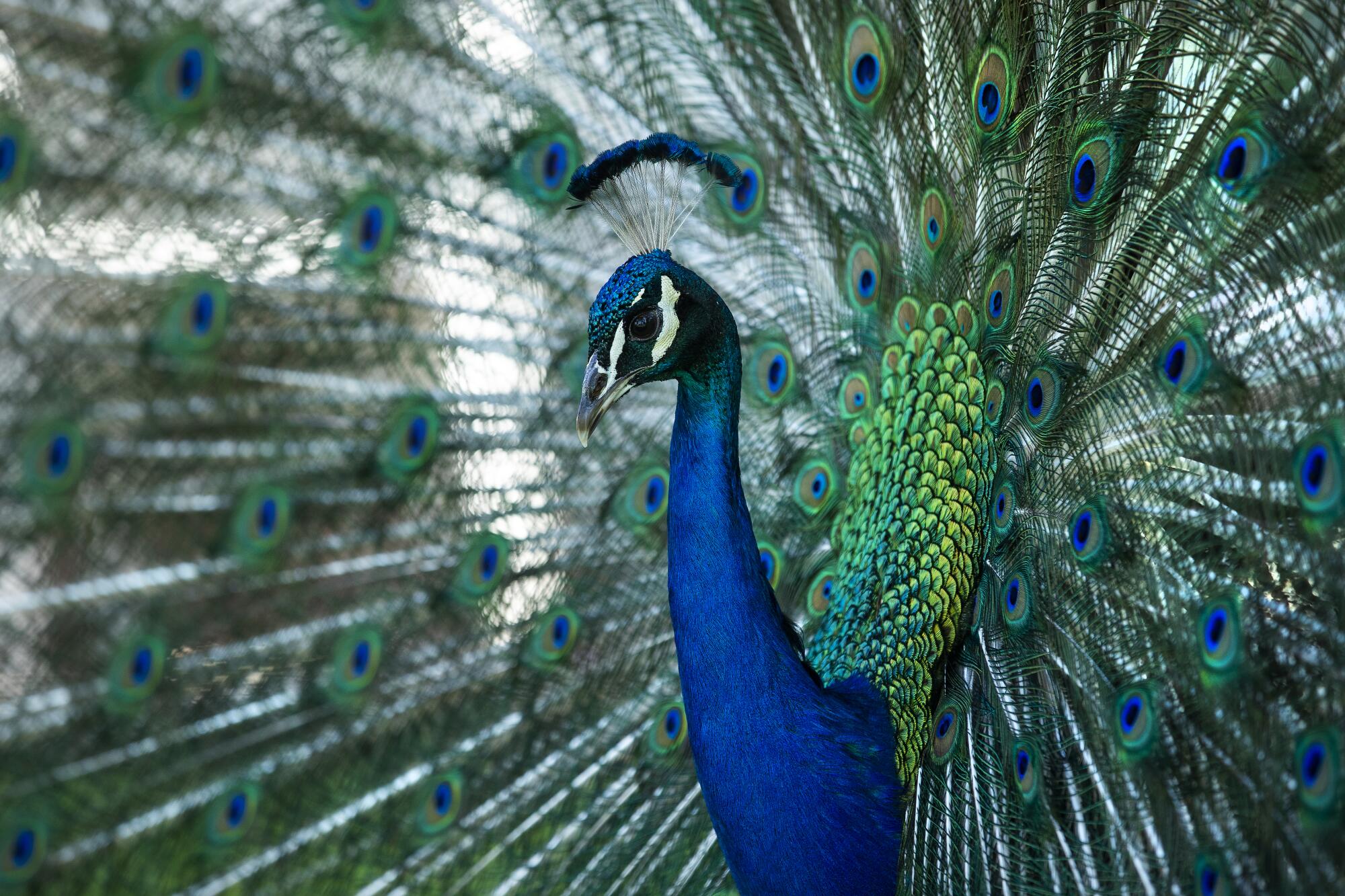 A bright blue peacock spreads out his ornate blue, green and brown tail feathers