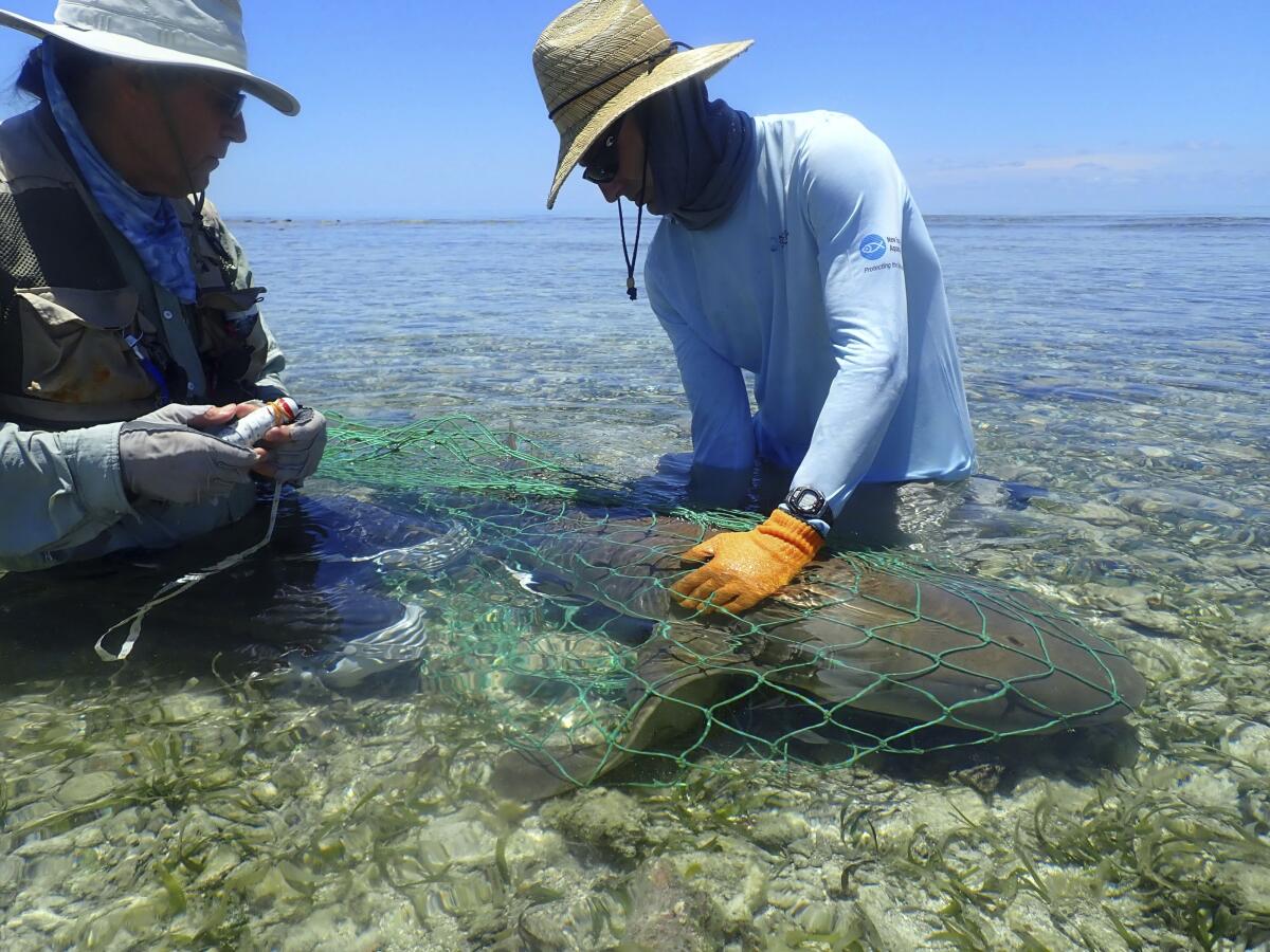 In this photo provided by Connor F. White, scientists Wes Pratt, left, and Nick Whitney, measure an adult nurse shark on the nurse shark courtship and mating ground in the Dry Tortugas, Fla., on June 24, 2022. Scientists say some species of shark return to the same breeding grounds for decades at a time, and live longer than previously thought. (Connor F. White via AP)