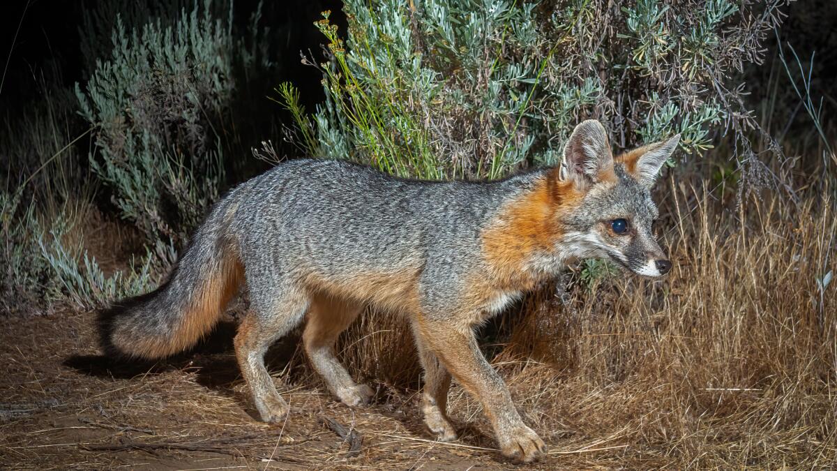 Nature: Gray fox is a priority of the Appalachian Wildlife Research  Institute