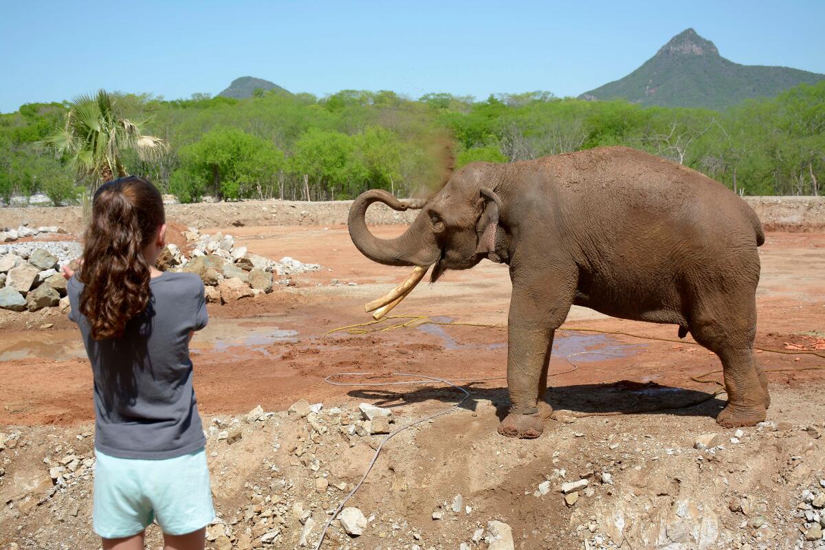 Elefante "Big boy" inaugura el santuario de animales de Culiacán