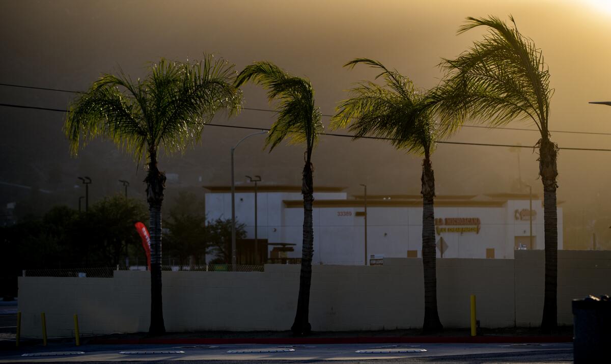 Palm trees bend in strong wind.